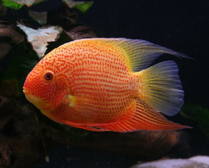 Pielęgnica Severum  Red MASSON