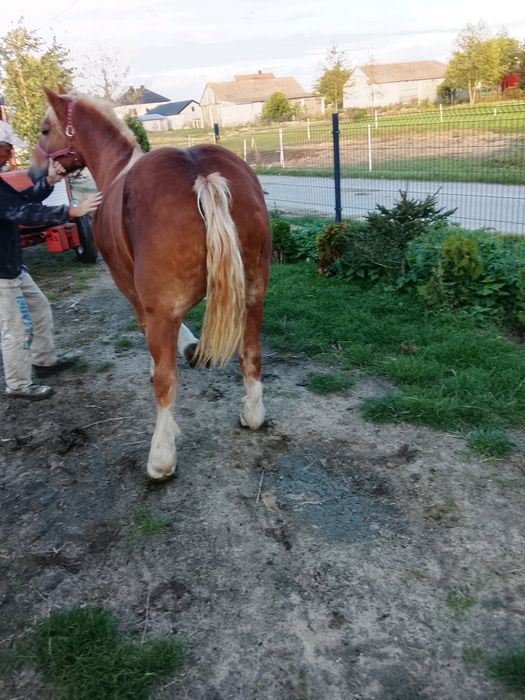 Sprzedam klacz, źrebna 3 miesiace