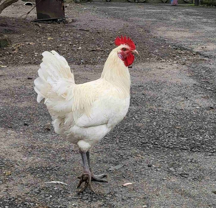 Півні Бресс Гальський