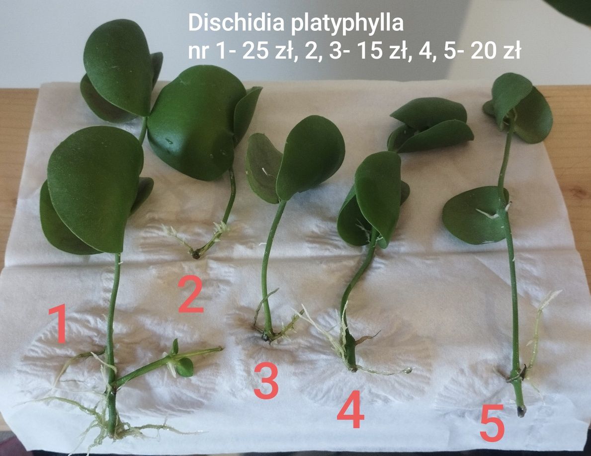 Dischidia platyphylla cięta sadzonka