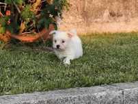 Bichon Maltês branquinho