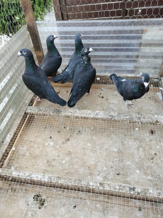 Gołębie staropolskie