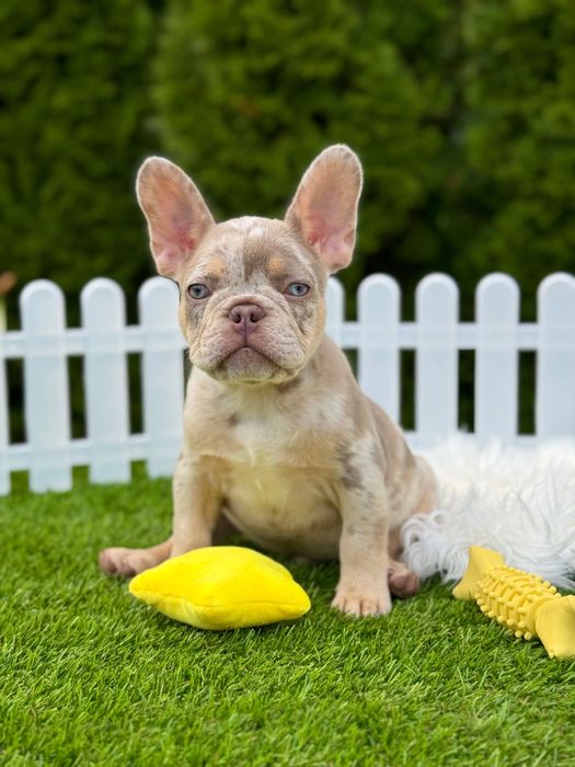 Французский бульдог Мальчик ТОП