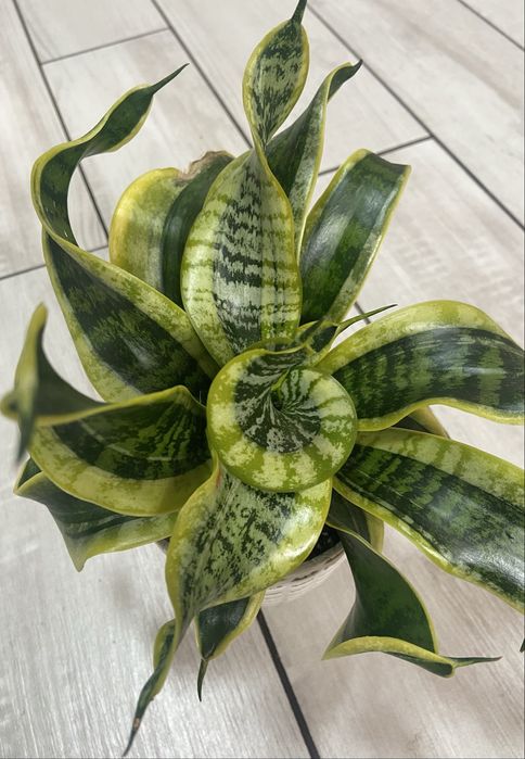 Сансевієрія  Твістед сістер