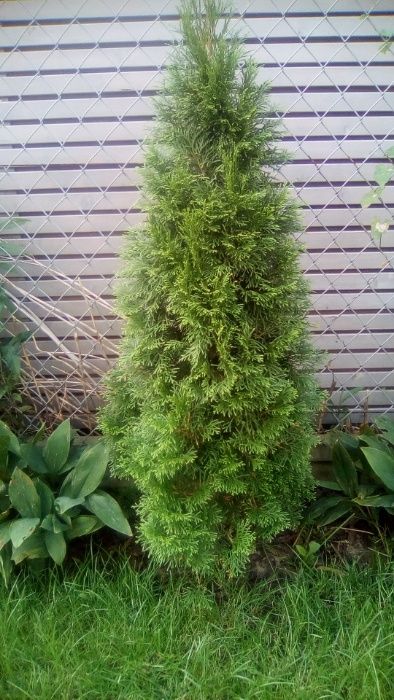 Tuja szmaragd, ok 80/100cm ,doniczka, gotowe do sadzenia