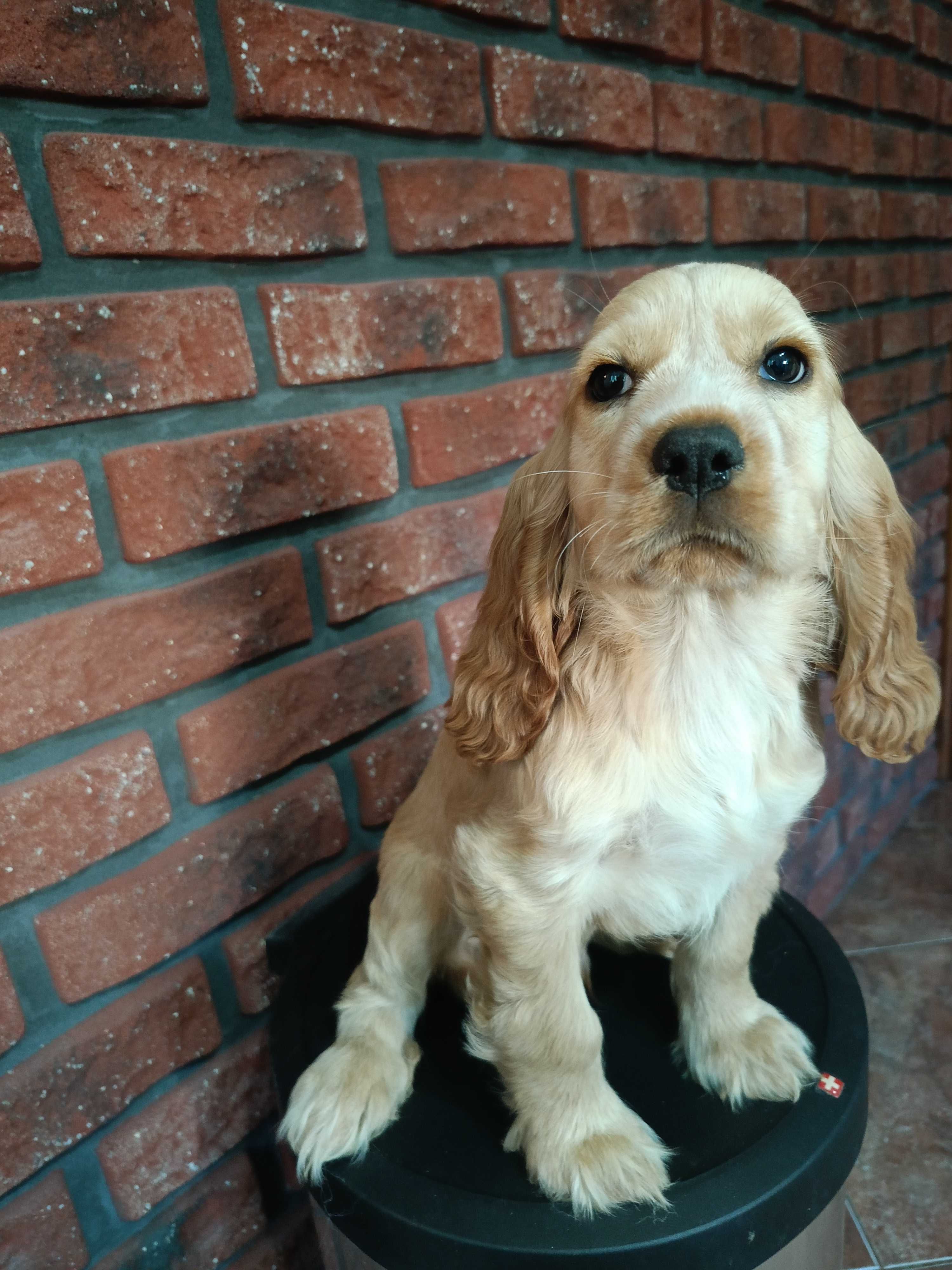 Pies Cocker Spaniel Angielski-Rodowód/ Gotowy do odbioru.