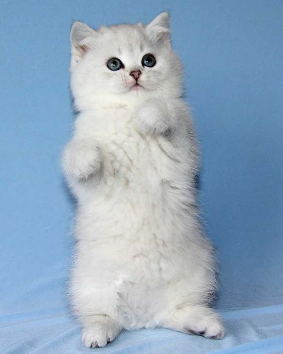 Хлопчик срібна шиншила