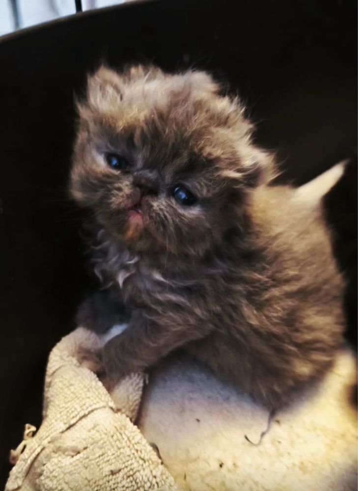 Gatinha persa com 3 mese, com Lop