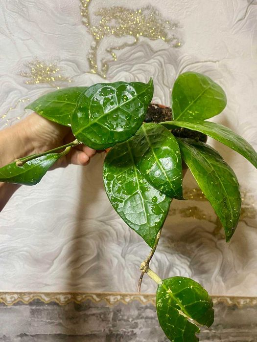 Hoya  Verticcillata Wayang Splash ( Хойя Вертикулата Ваянг Сплеш )