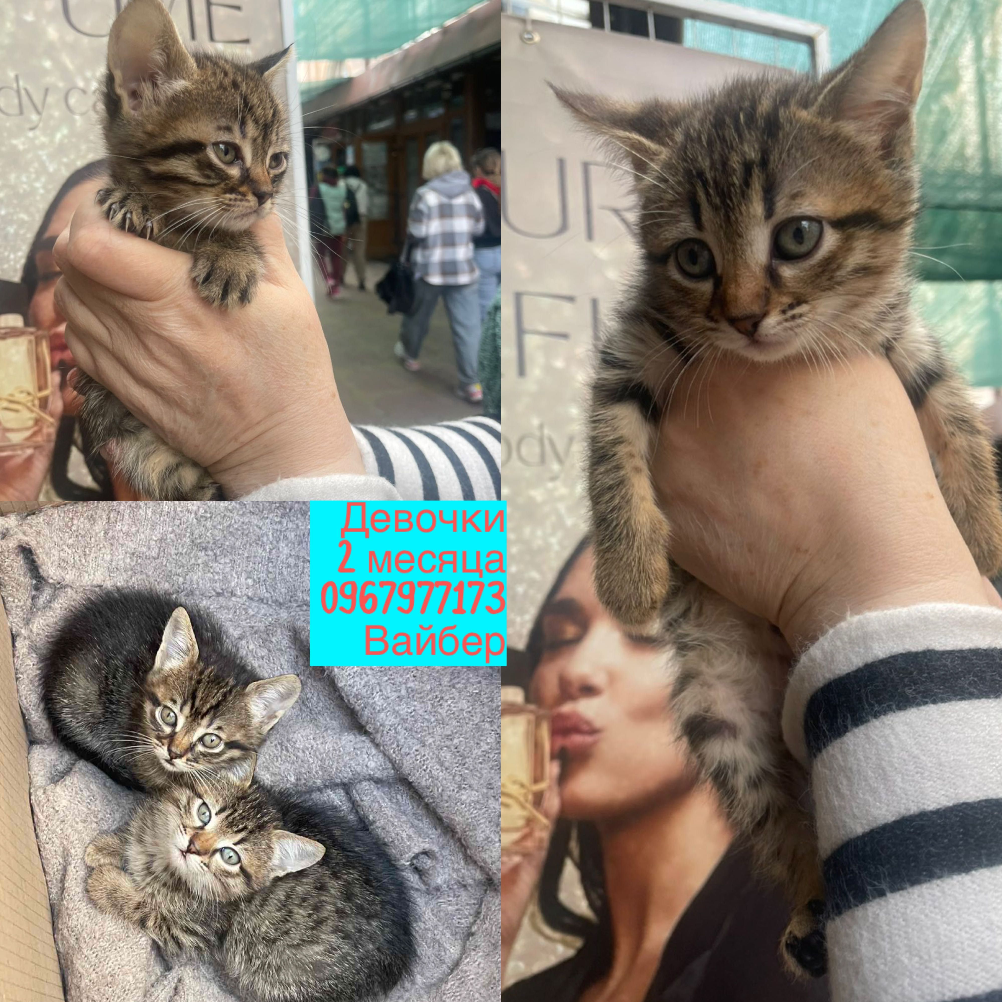 Большой выбор котят