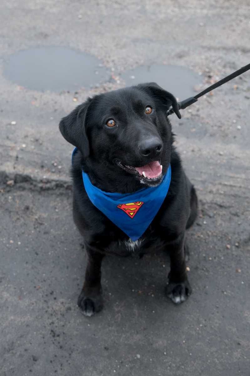 OSKAR – energiczny labrador wciąż czeka na swój dom
