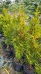 Thuja tuja szmaragd