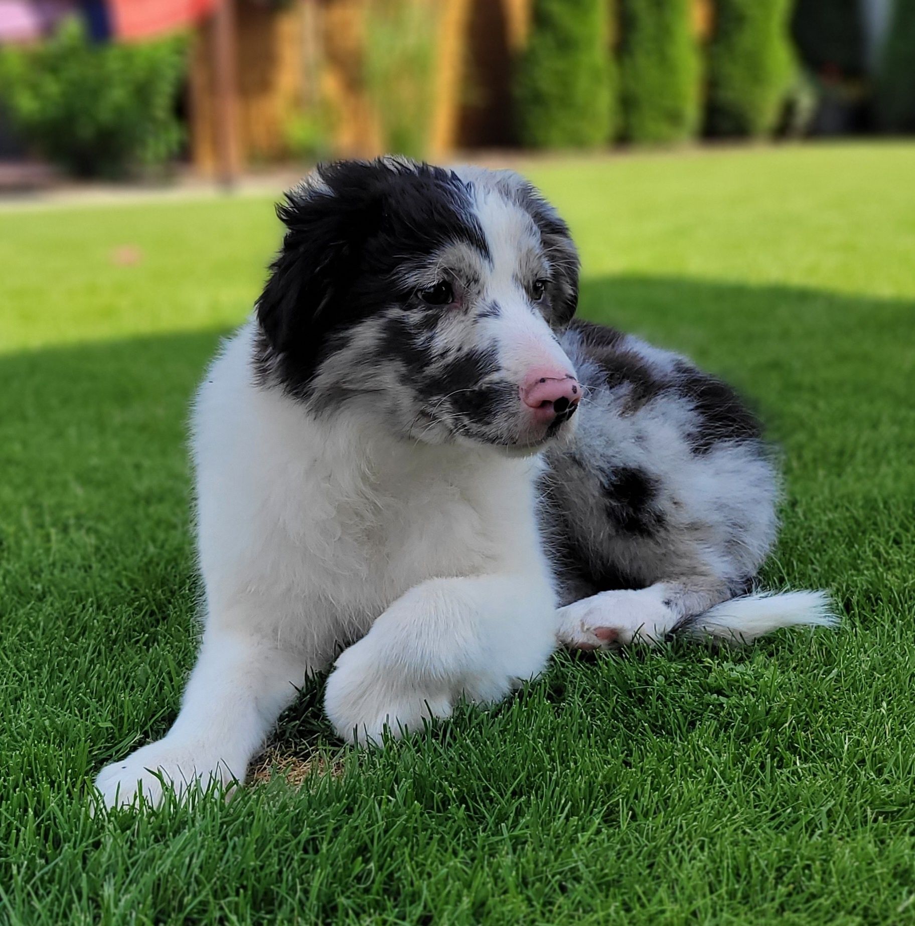 Border Collie Blue-Merle Śliczny Piesek