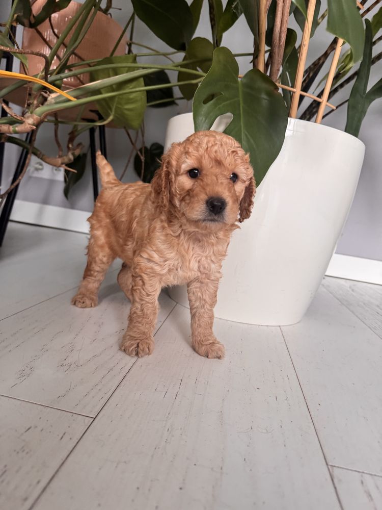 Goldendoodle F1b - piękny chłopczyk