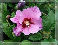 Hibiskus ogrodowy  ketemia w doniczce