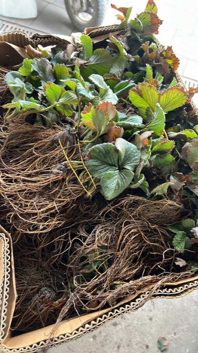 Розсада Полуниці Саджанці Малини Плодові дерева Рассада Клубники