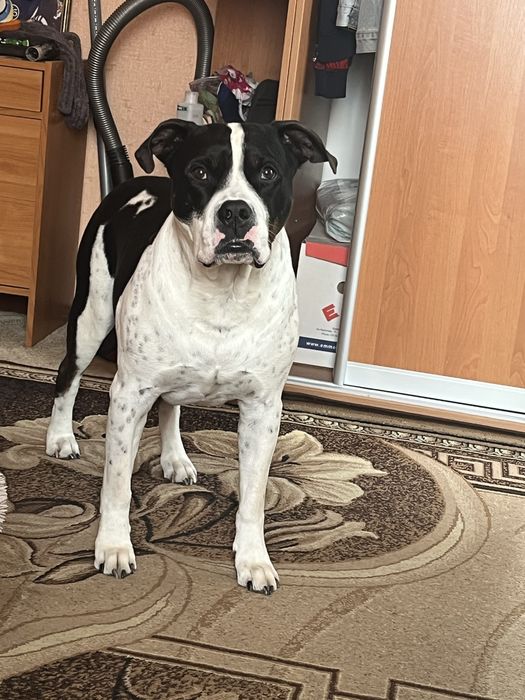 Шукаємо дівчинку для злучки