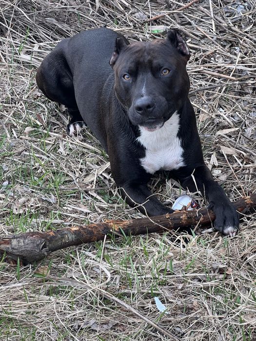 Вязка Питбуль