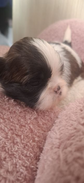 ZAREZERWONANA Sunia rasy shih tzu tricolor