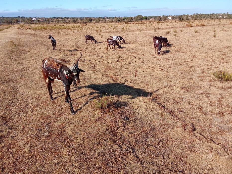 Cabras algarvias