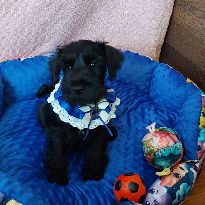 Sznaucer miniaturowy-wielkie serce wspaniały  inteligencjia