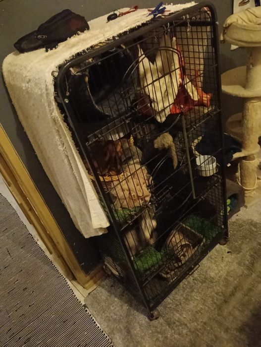 gaiola com animal