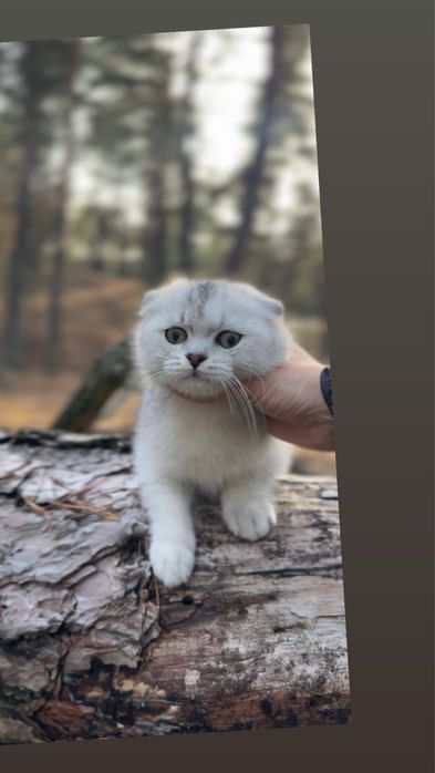 Фолд висловушка шотландка чист породиста киця дівчинка шиншила