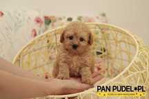 Pudel Toy/Mała Miniaturka Cudowna Suczka Morelowa Apricot Już Odbiór