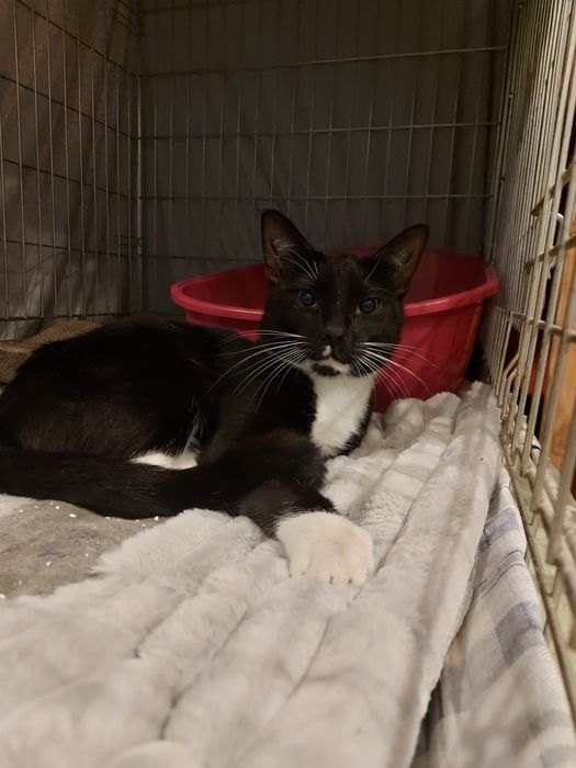 Pepper - młody kocurek ur. 09-2024 szuka domu!