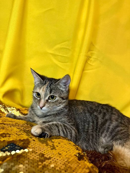 Котёнок кошка полгода