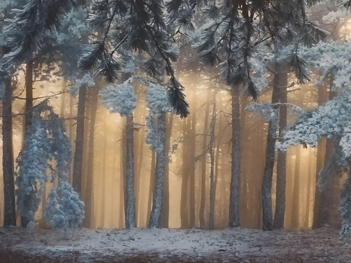 Obraz Zimowy las