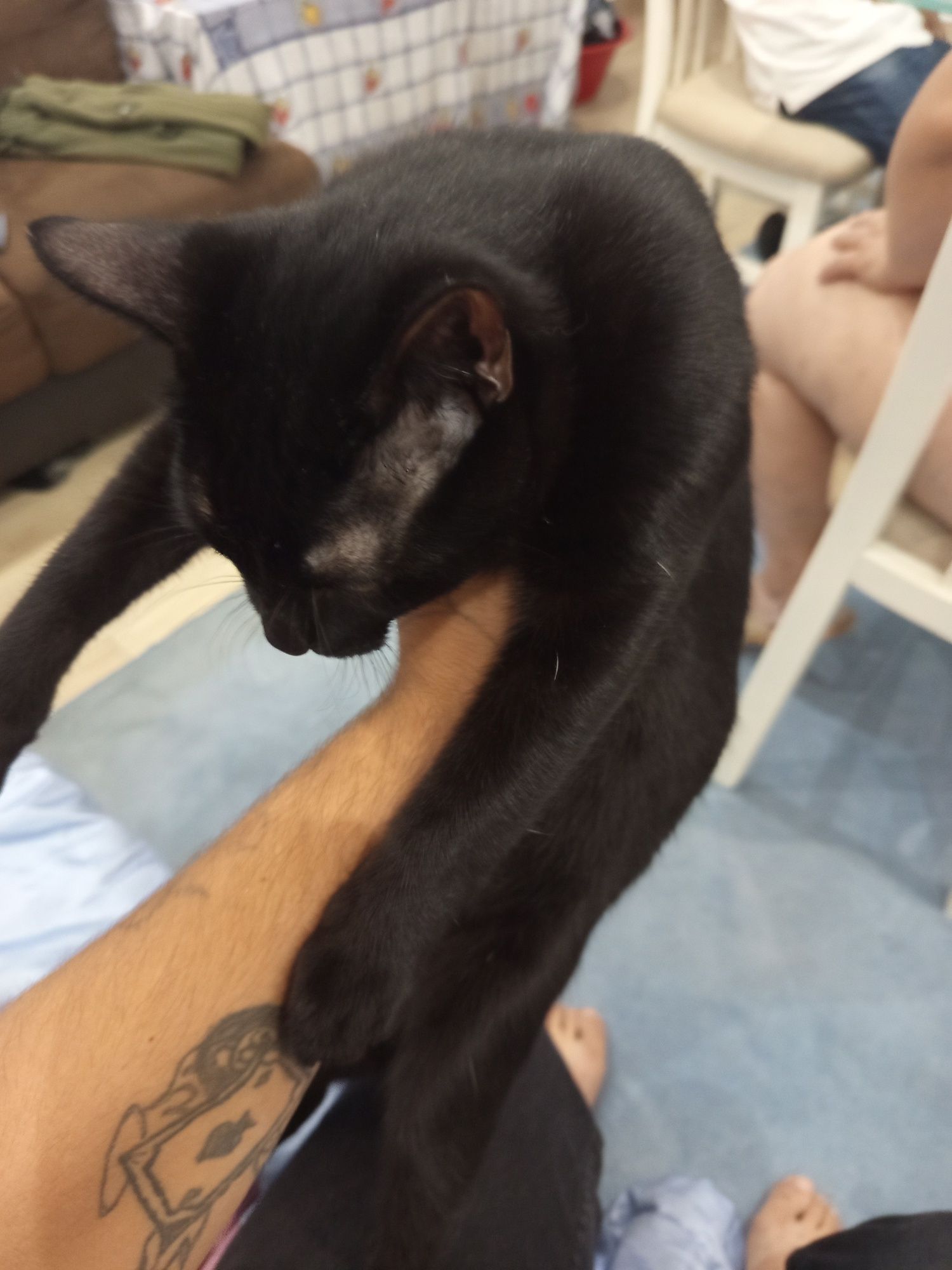 Dou um gato preto e uma gata preta e branca