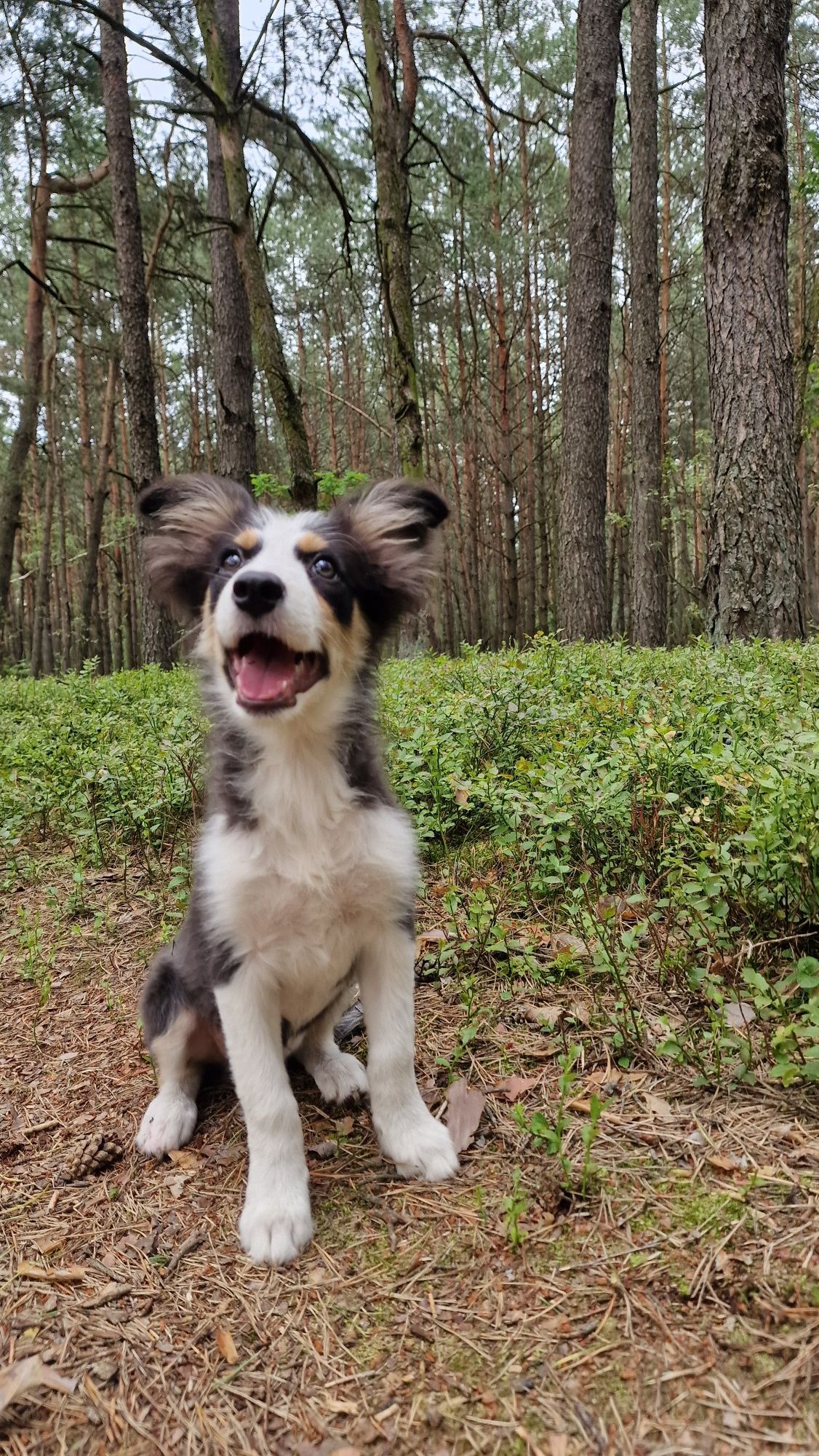 Border Collie suczka czarno biała tricolor