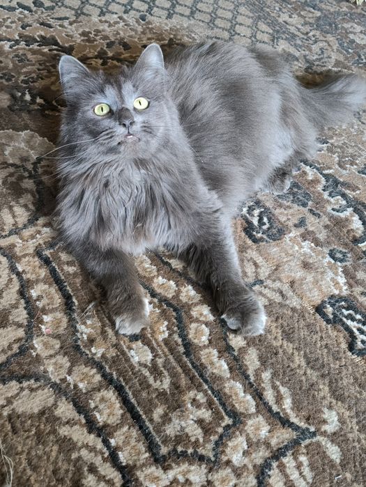 Красуня  шукає сім'ю ,бажано будинок