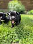 Staffordshire Bull Terrier