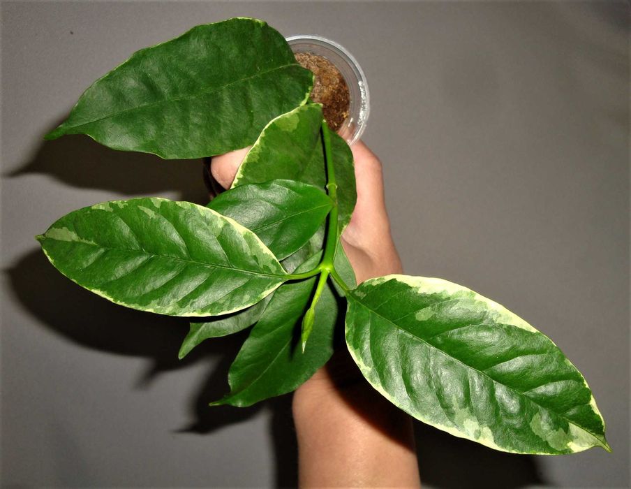 Хойї Хойя Hoya Multiflora variegata