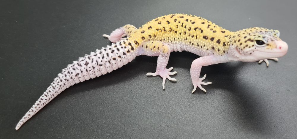 Gekon lamparci Mack Snow Eclipse poss het Tremper