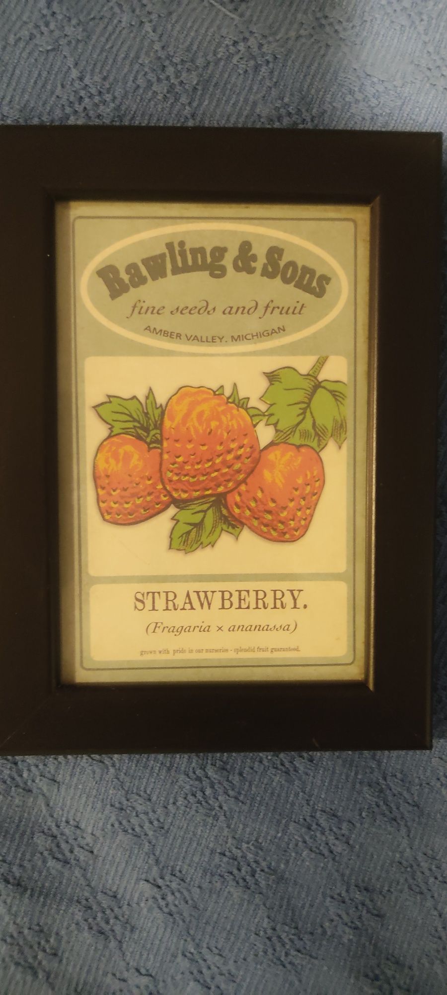 Quadros de coleção de frutas (preço para os 5)