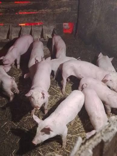 Поросята велика біла