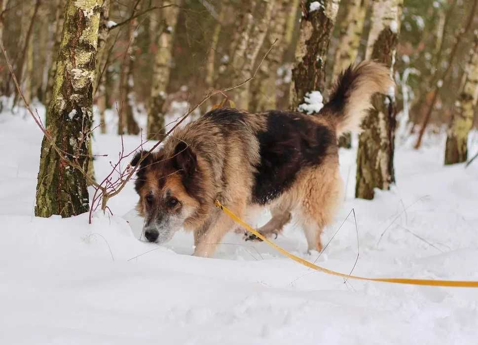 Owczareczka Marysia szuka domu!