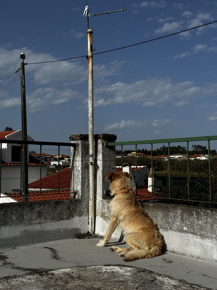Cadela para Adoçao responsavel