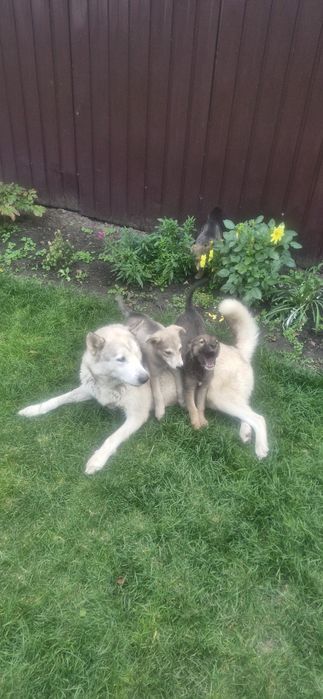 Безкоштовно метиси ХАСКІ !