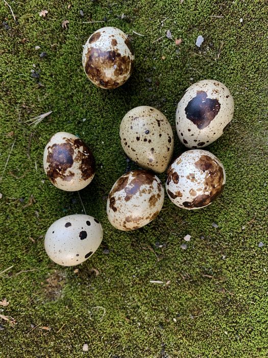 Інкубаційні яйця перепілки инкубационные яйца