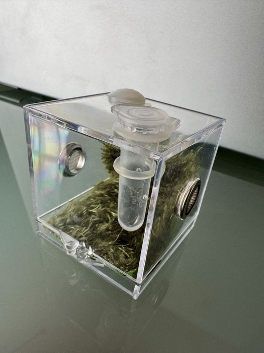 Kit Terrário para aranhas, répteis, insectos etc.