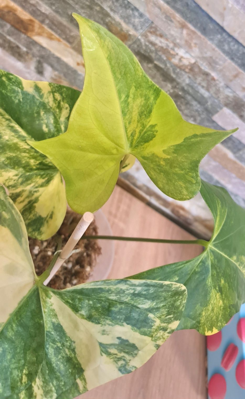 Anthurium Pterodactyl variegata, 4liście