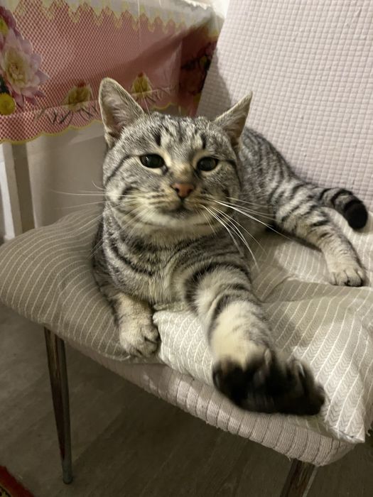 Віддам котика в добрі руки.