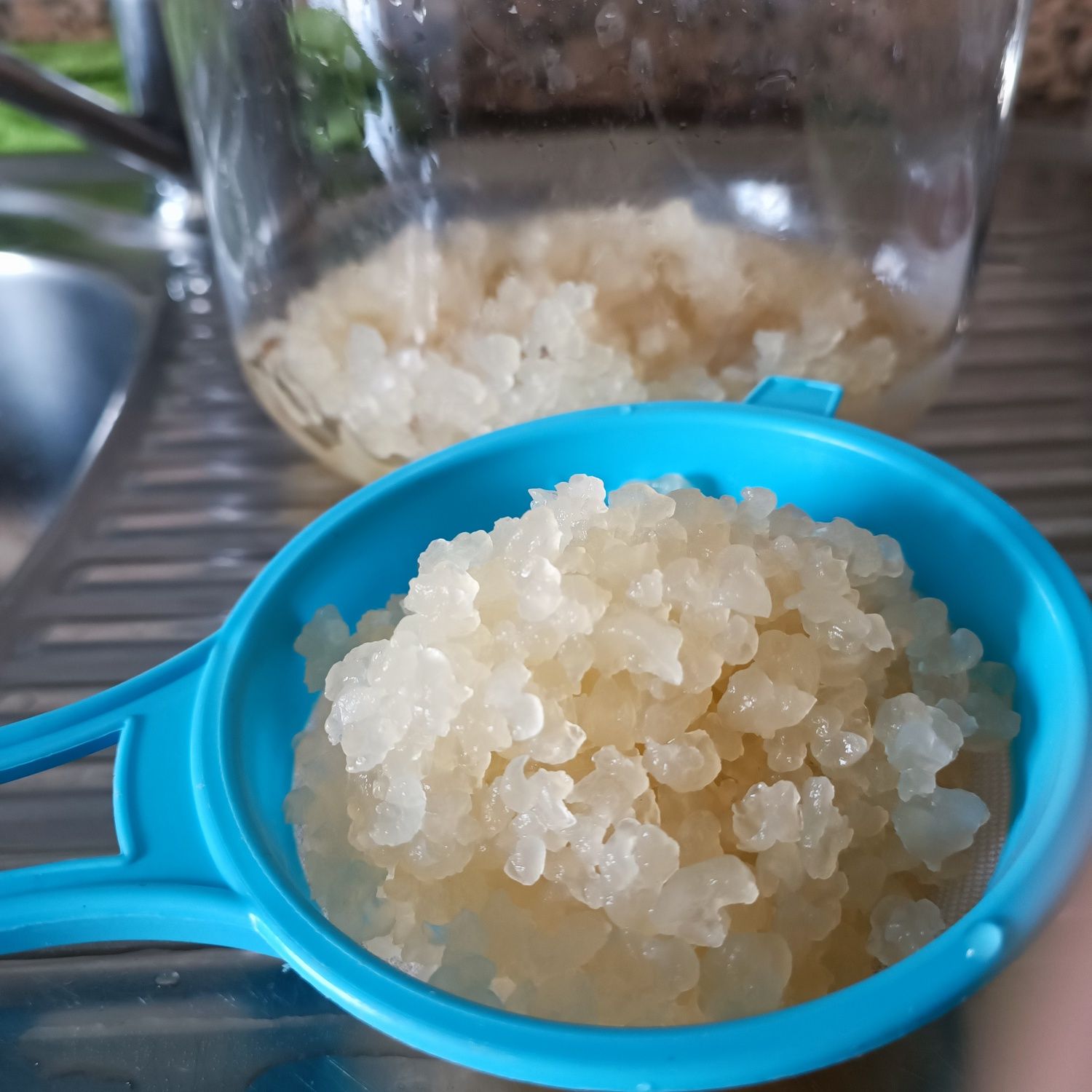 Kefir de água ( probióticos )