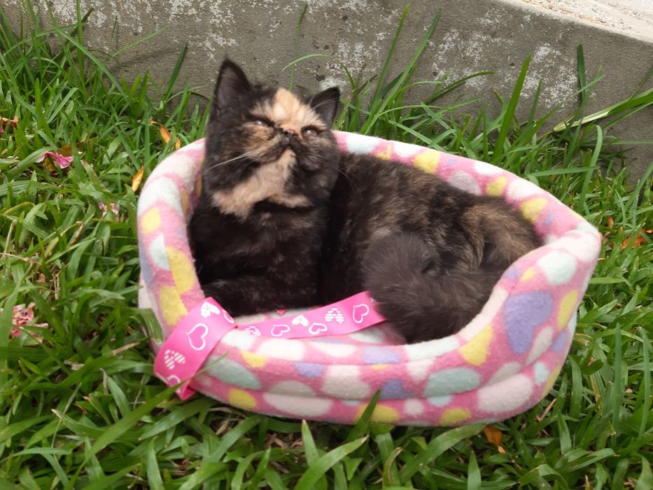 Gatinha tartaruga exótica