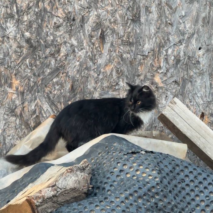 Кошенята, коти, котики