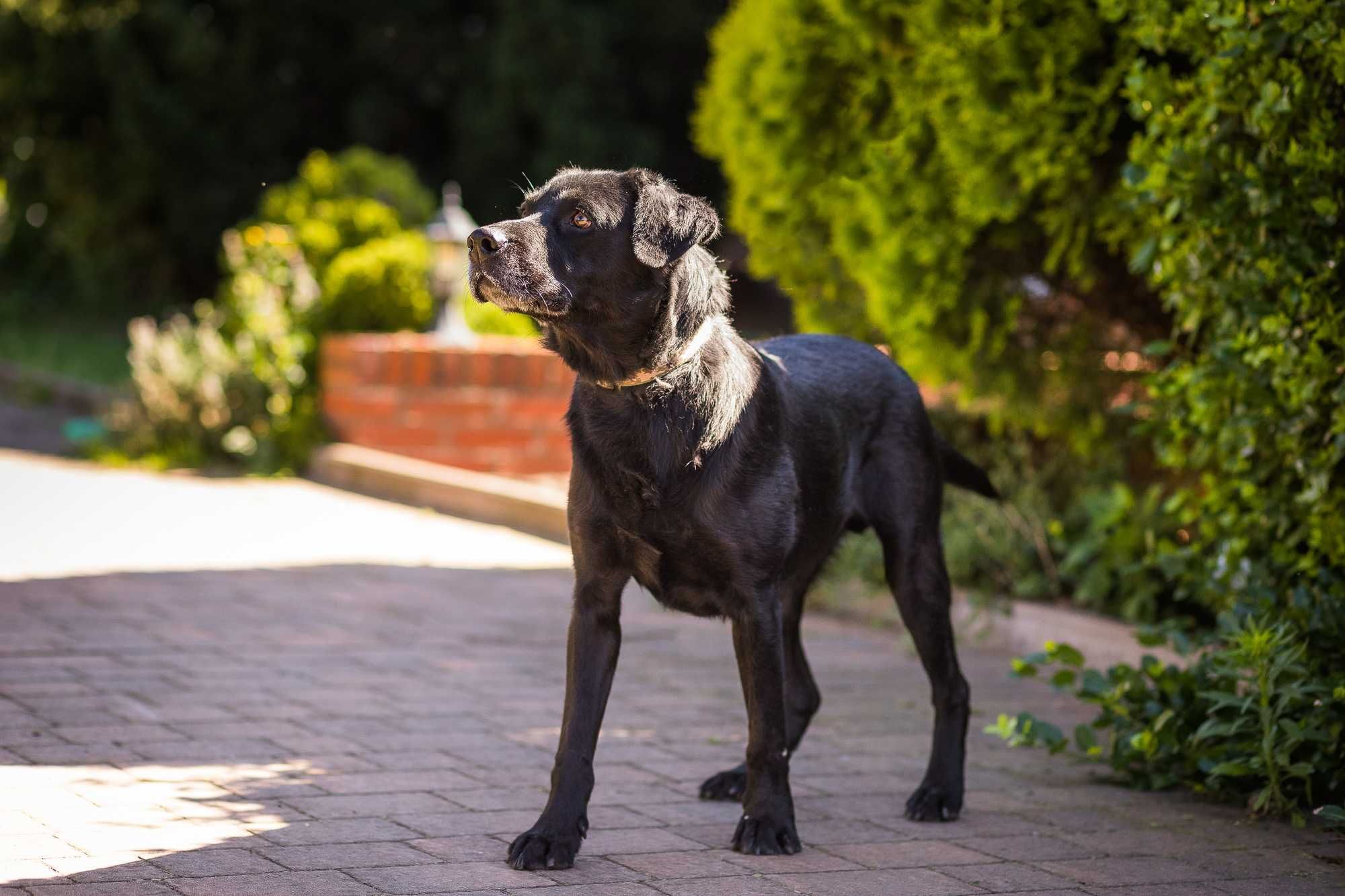 Podaruj dom przyjaznemu Dinko w typie labradora